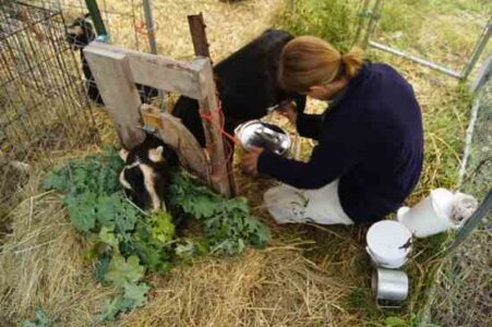 Feeding Greens and Other Garden Materials to Dairy Goats Image